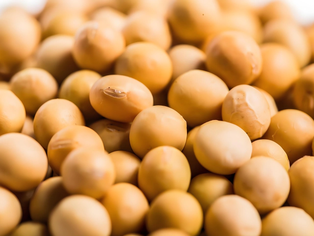 Soy Protein vs Soy Protein Isolate (https://en.yuwangprotein.com/) Knowledge Emergency Room 第1张